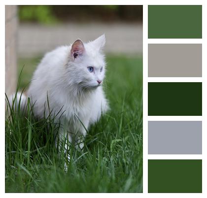Cat White Cat Grass Image